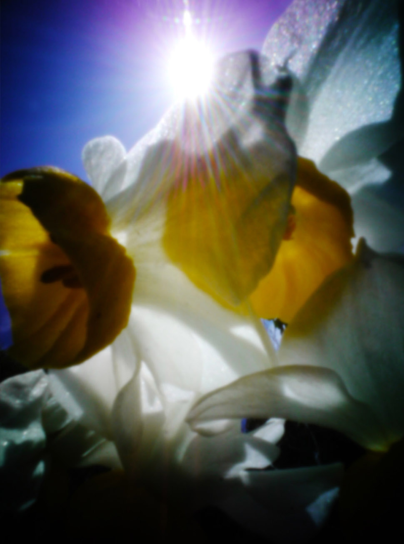 Illustration for article titled Shooting Challenge: Spring Gallery 2